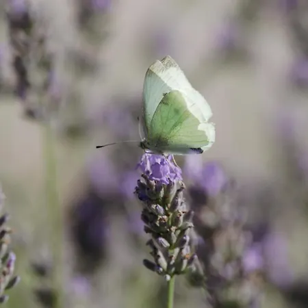 Mon Perin Castrum - Adriano Bale