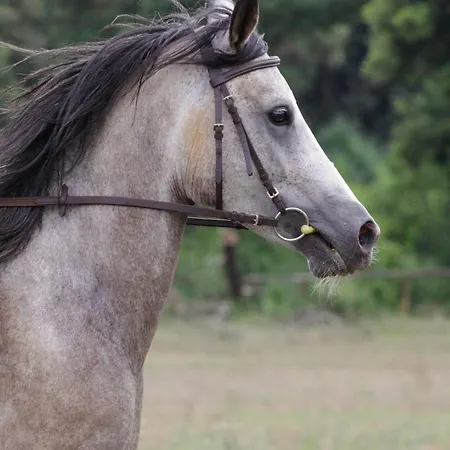 Mon Perin Castrum - Adriano